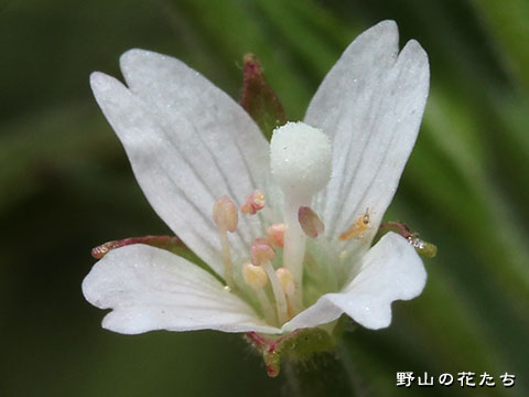 ノダアカバナ－花