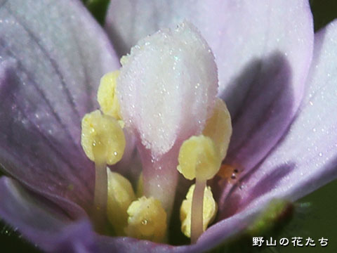 アカバナ雑種２－花