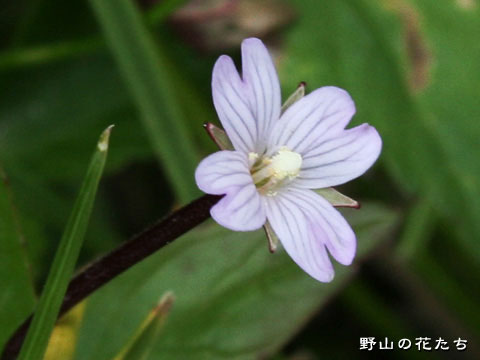 ミヤマアカバナ－花