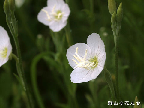アカパナユウゲショウ－白花２