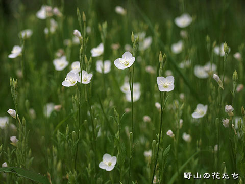 アカパナユウゲショウ－白花