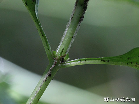 シロバナイナモリソウ－茎