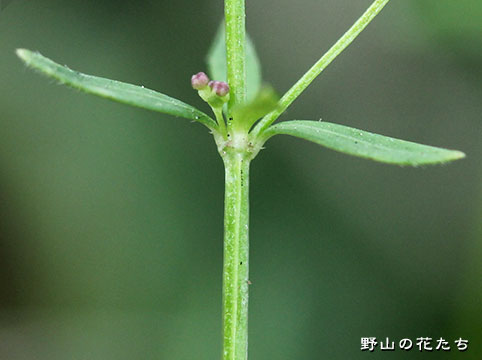 ヒメヨツバムグラ－茎