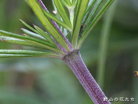 チョウセンカワラマツバ－茎