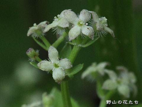 エゾノヨツバムグラ－花２