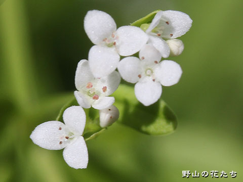 ホソバノヨツバムグラ－花３