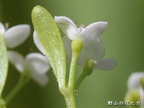 ホソバノヨツバムグラ－花４