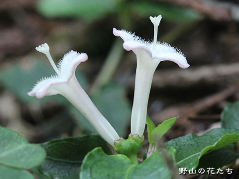 ツルアリドオシ－花４
