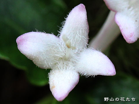 ツルアリドオシ－花