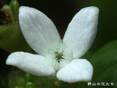 ソナレムグラ－花