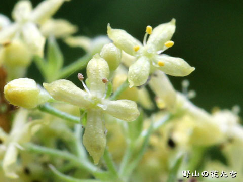 エゾノカワラマツバ－花２