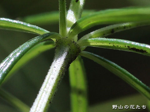 エゾノカワラマツバ－茎