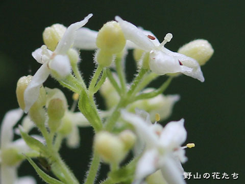 チョウセンカワラマツバ－花３
