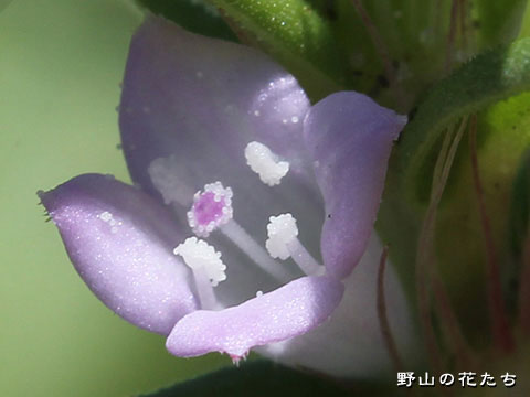 オオフタバムグラ－花２
