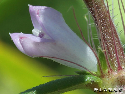 オオフタバムグラ－花