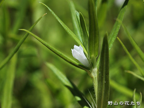 オオフタバムグラ－白花