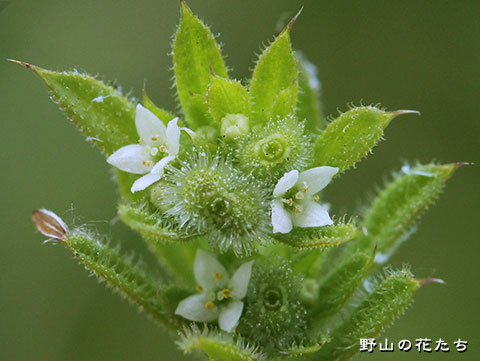 シラホシムグラ－花