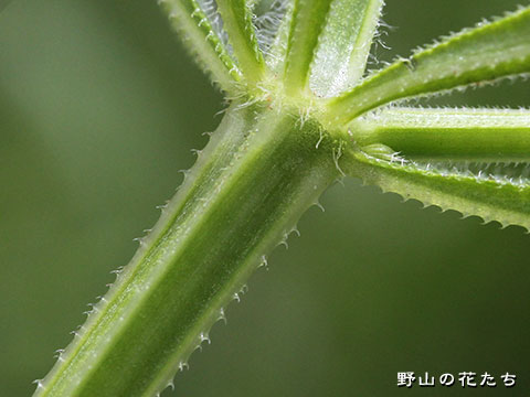 シラホシムグラ－茎