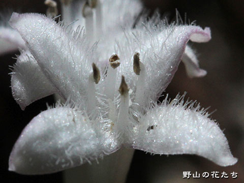 ツルアリドオシ－花３