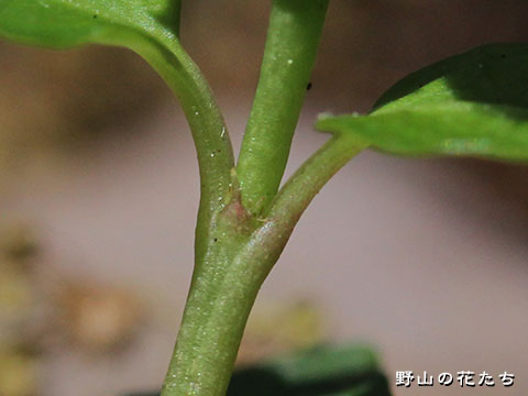 ツルアリドオシ－茎
