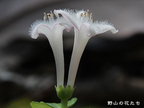ツルアリドオシ－花２