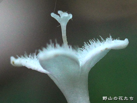 ツルアリドオシ－花５