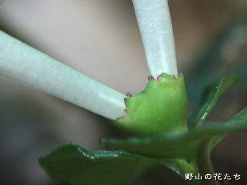 ツルアリドオシ－花６