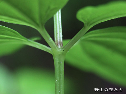 オオキヌタソウ－茎