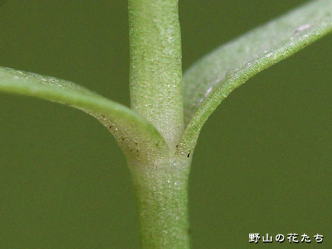 フタバムグラ－茎