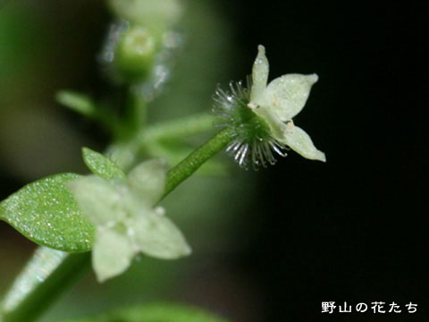 エゾノヨツバムグラ－花３