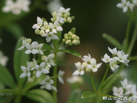 ハナムグラ－花