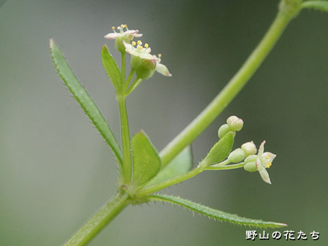 ヒメヨツバムグラ－花２