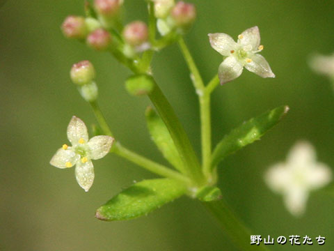 ヒメヨツバシオガマ－花