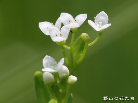 ホソバノヨツバムグラ－花
