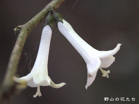 オオアリドオシ－花