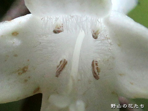 オオアリドオシ－花３