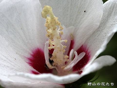 ムクゲ－花３