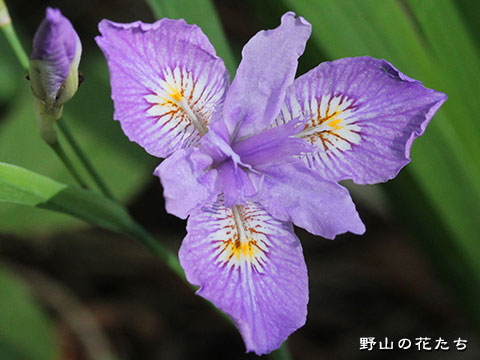ヒメシャガ－花２