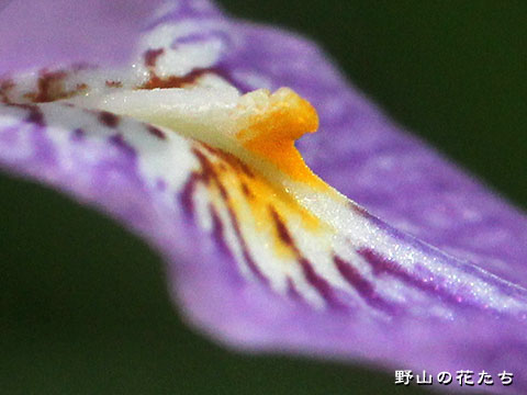 ヒメシャガ－花６
