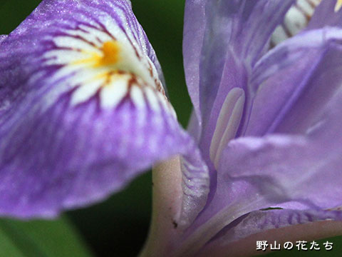 ヒメシャガ－花８