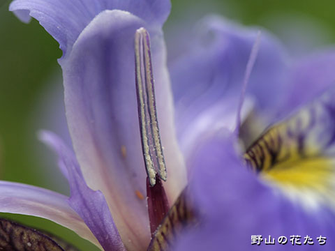 ナスヒオウギアヤメ－花３