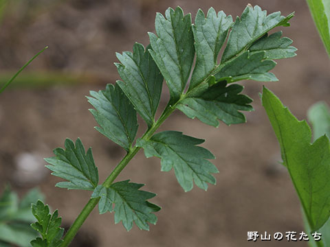 オキジムシロ－葉