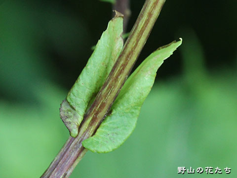 ケナシオニシモツケ－茎