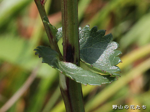 ナガボノシロワレモコウ－茎