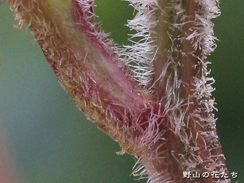 ナンブトウウチソウ－茎