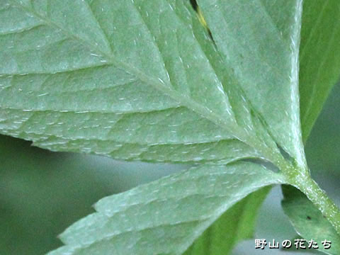 ヒメヘビイチゴ－葉２