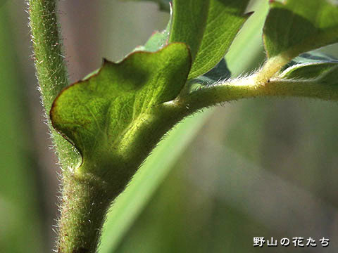 キロバナロウゲ－茎