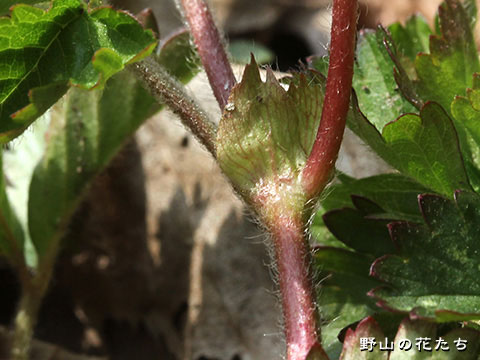 ヘビイチゴ－茎