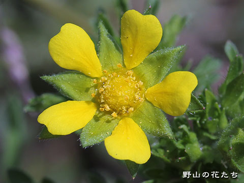 オキジムシロ－花