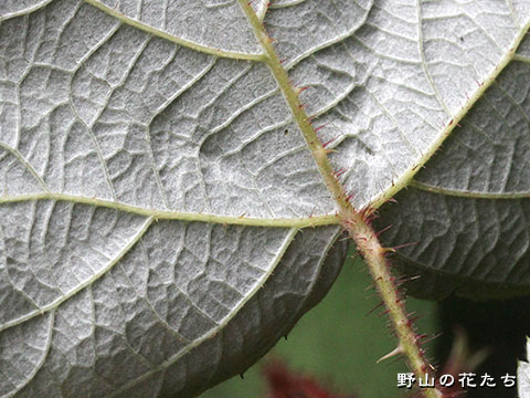 エビガライチゴ－葉２
